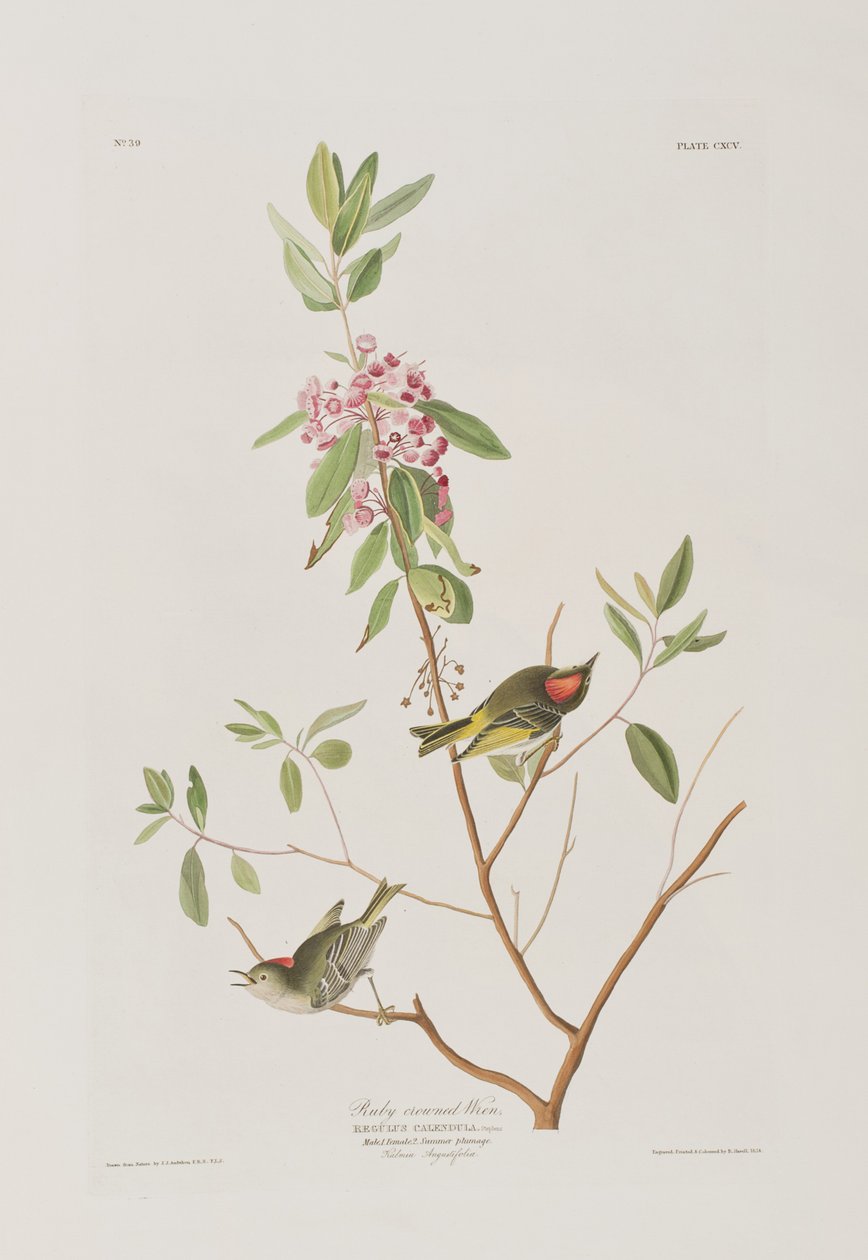 Ilustrace z 