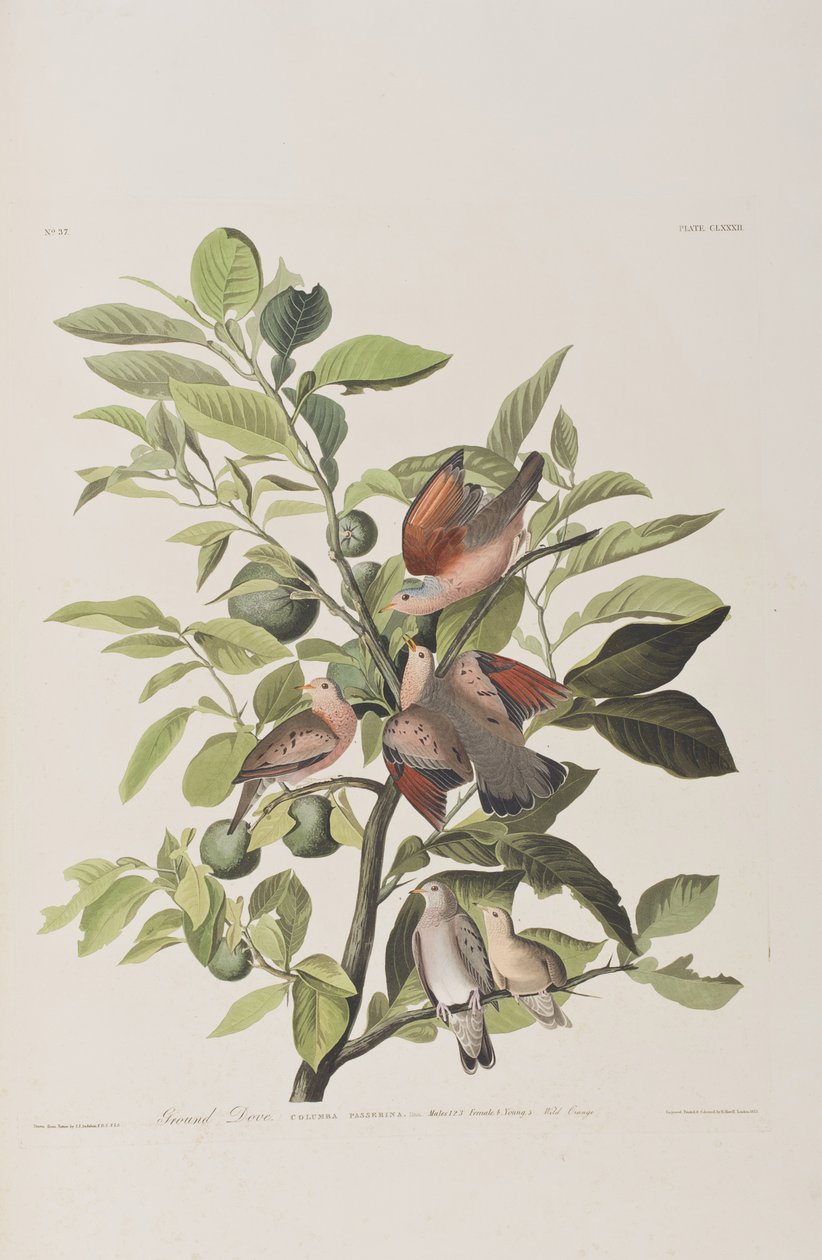 Ilustrace z 