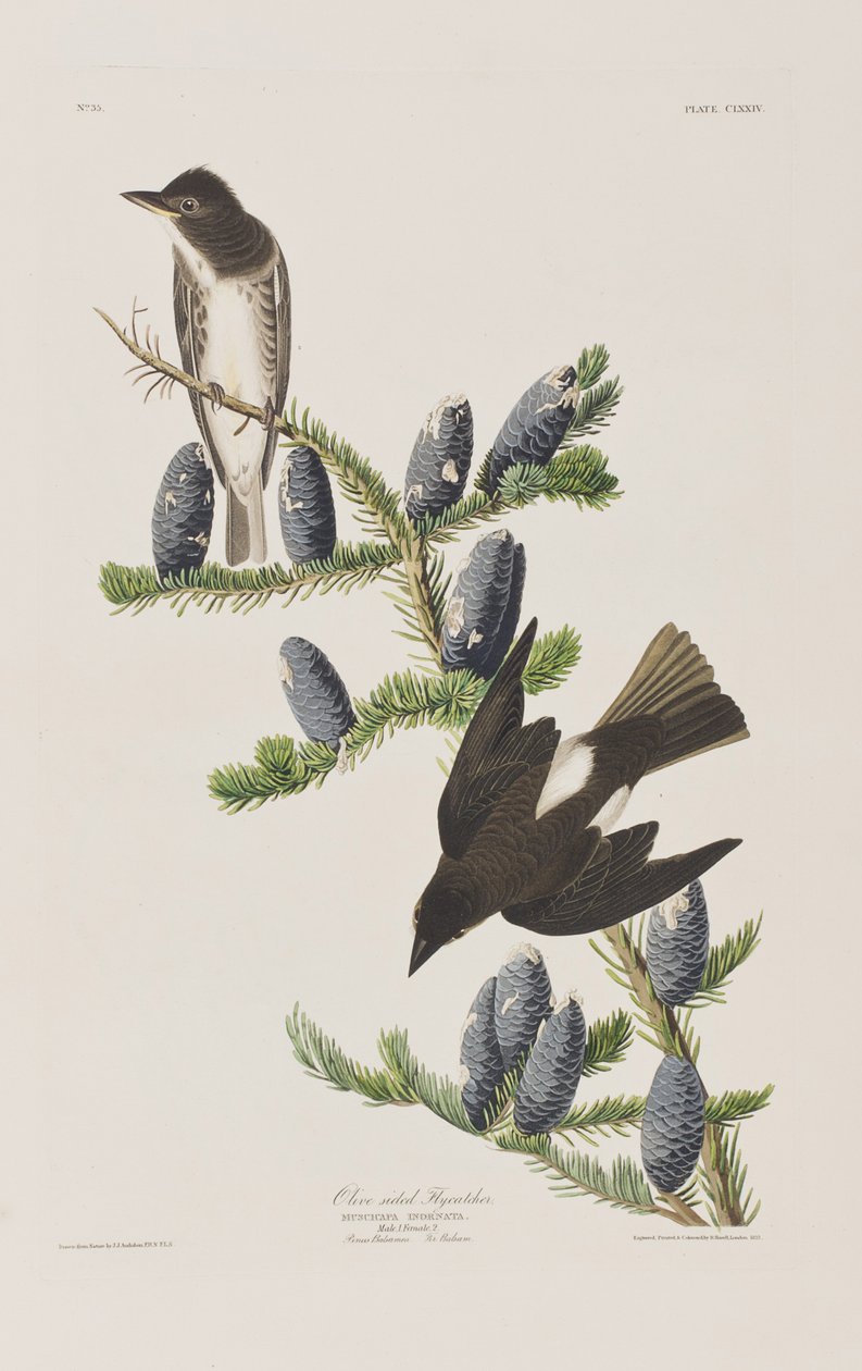 Ilustrace z 