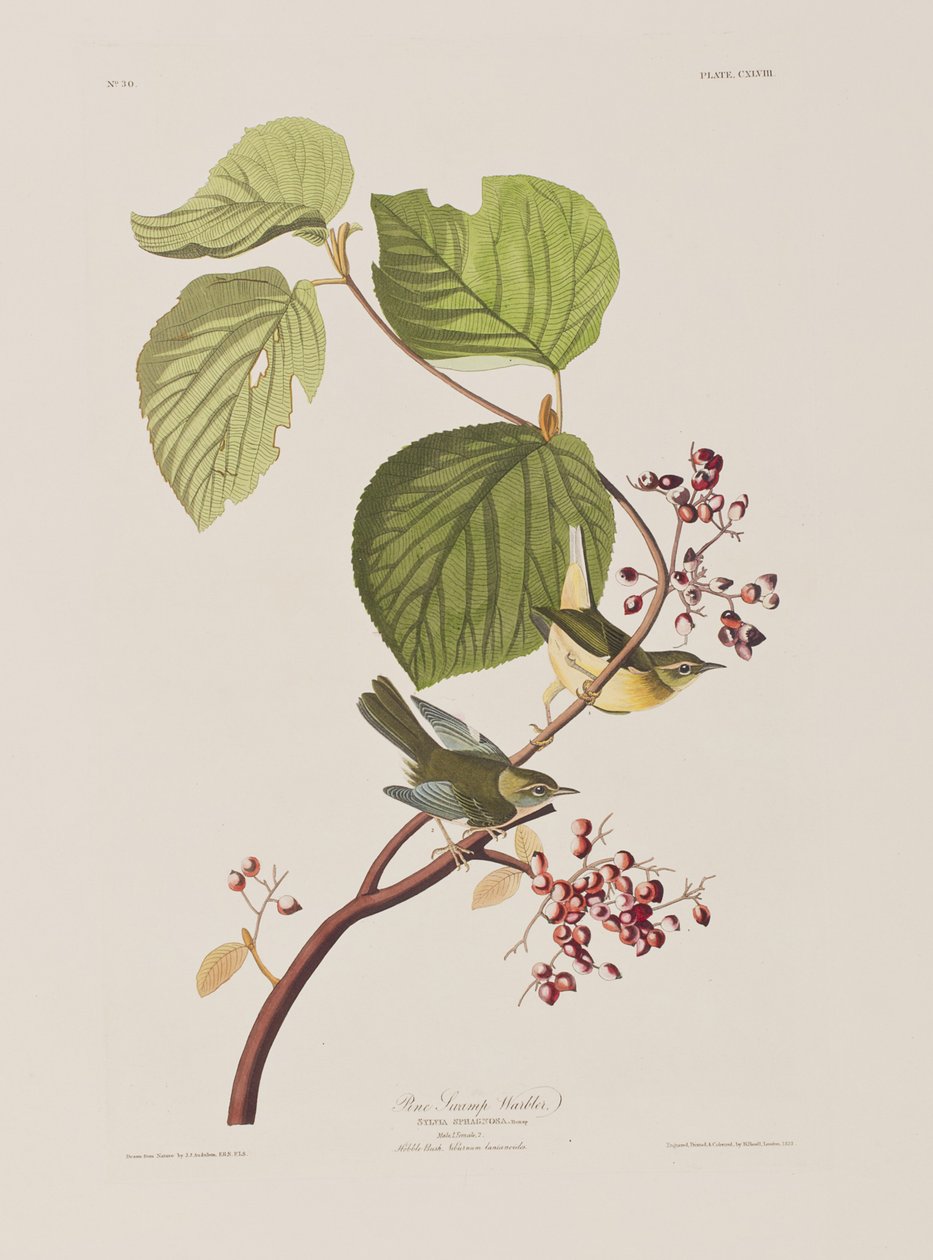 Ilustrace z 