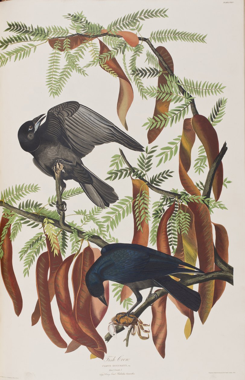 Ilustrace z 