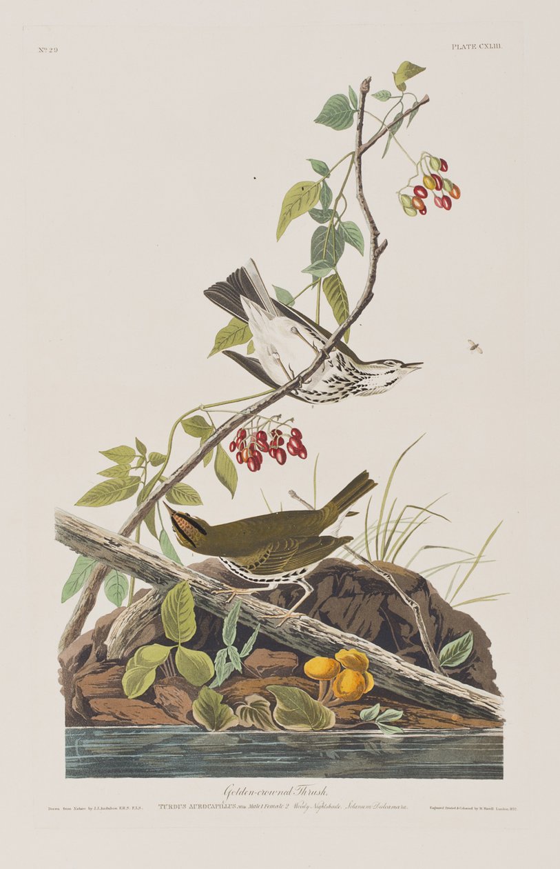 Ilustrace z 