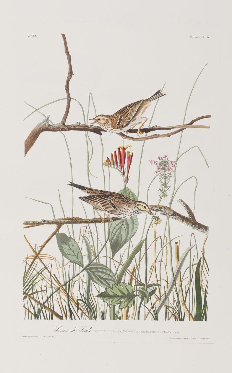 Ilustrace z 