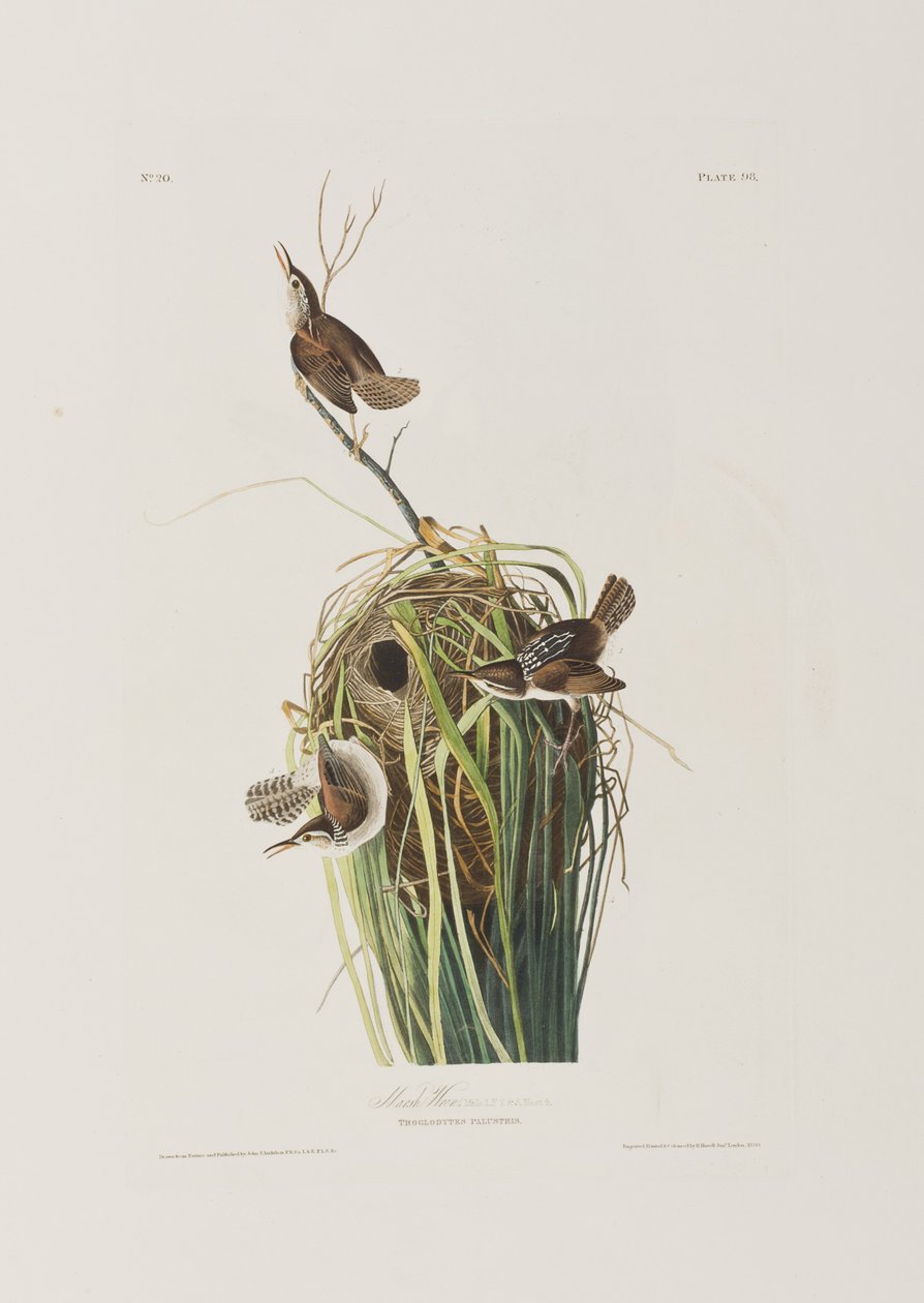 Ilustrace z 