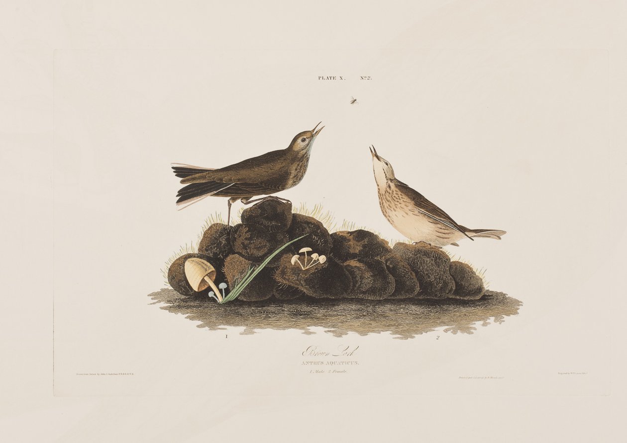 Ilustrace z 