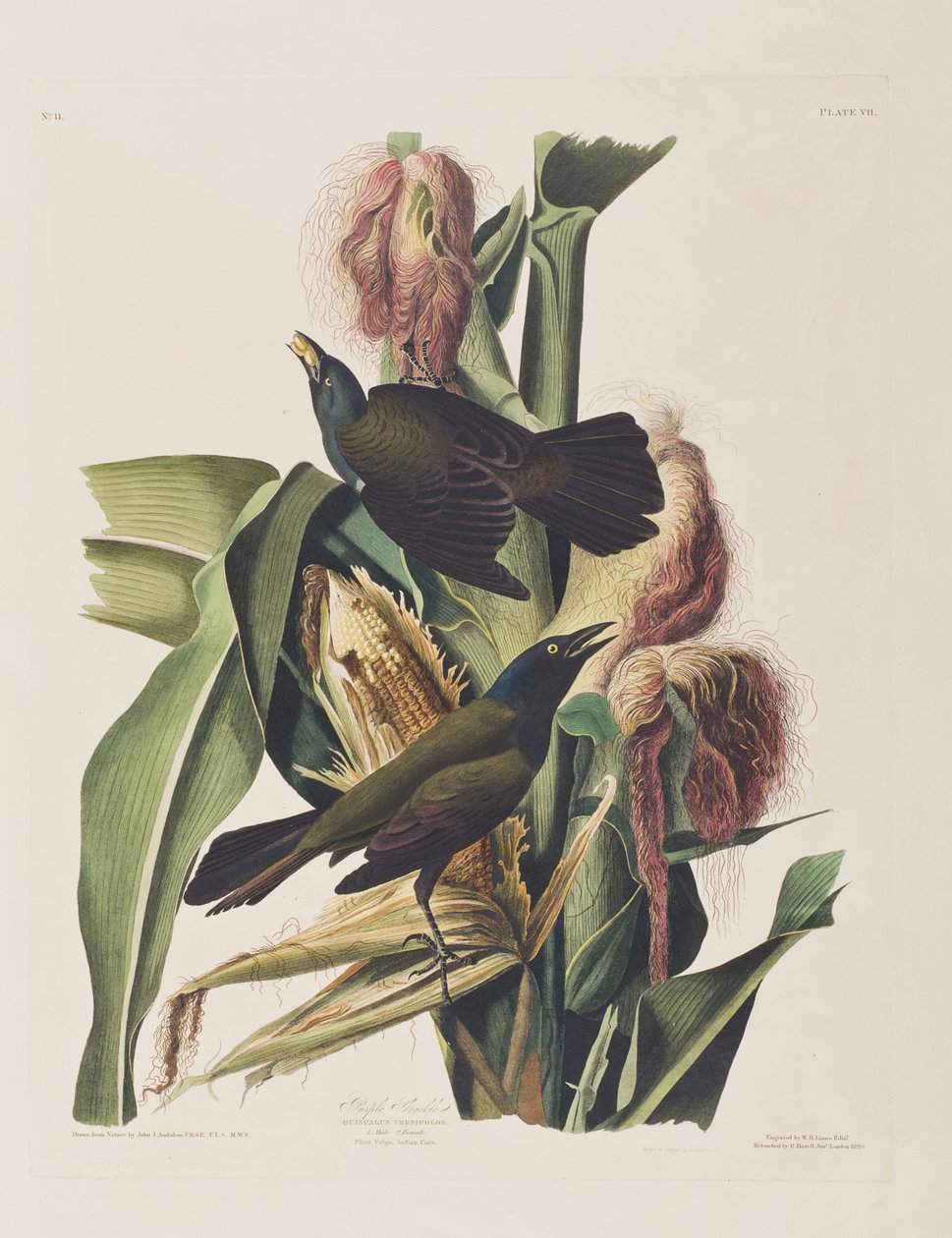 Ilustrace z 