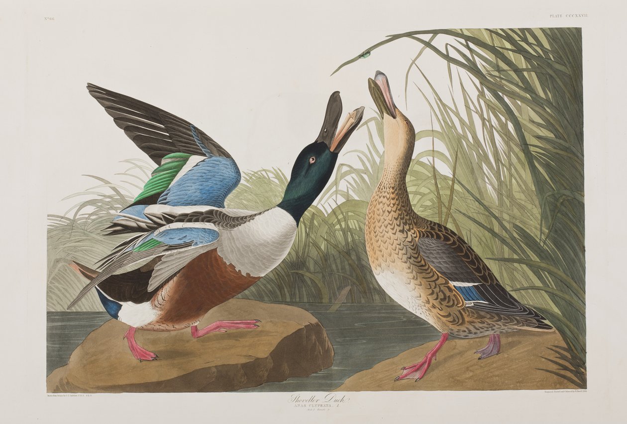 Ilustrace z 
