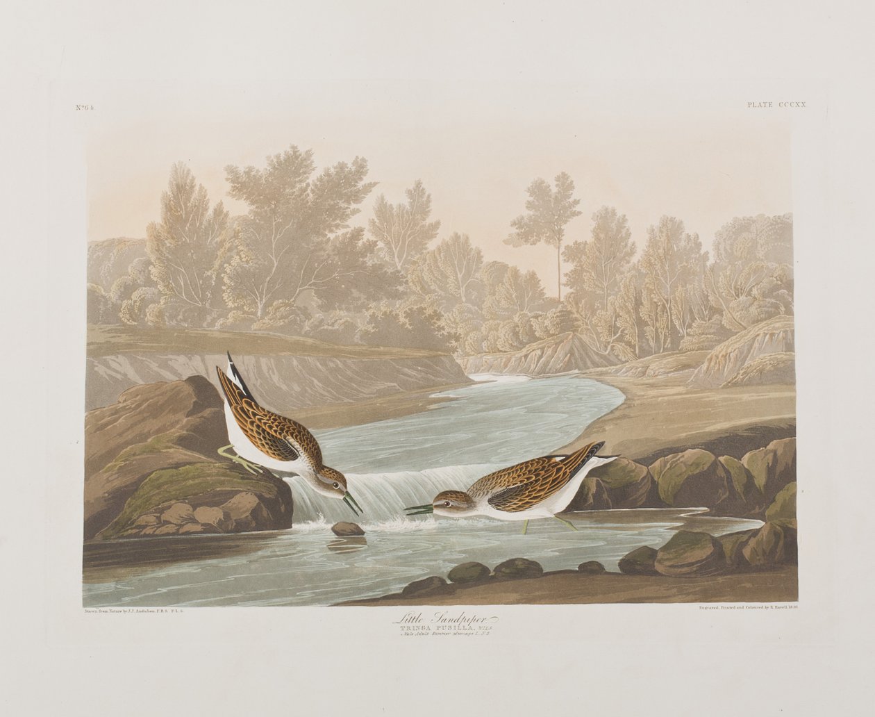 Ilustrace z 