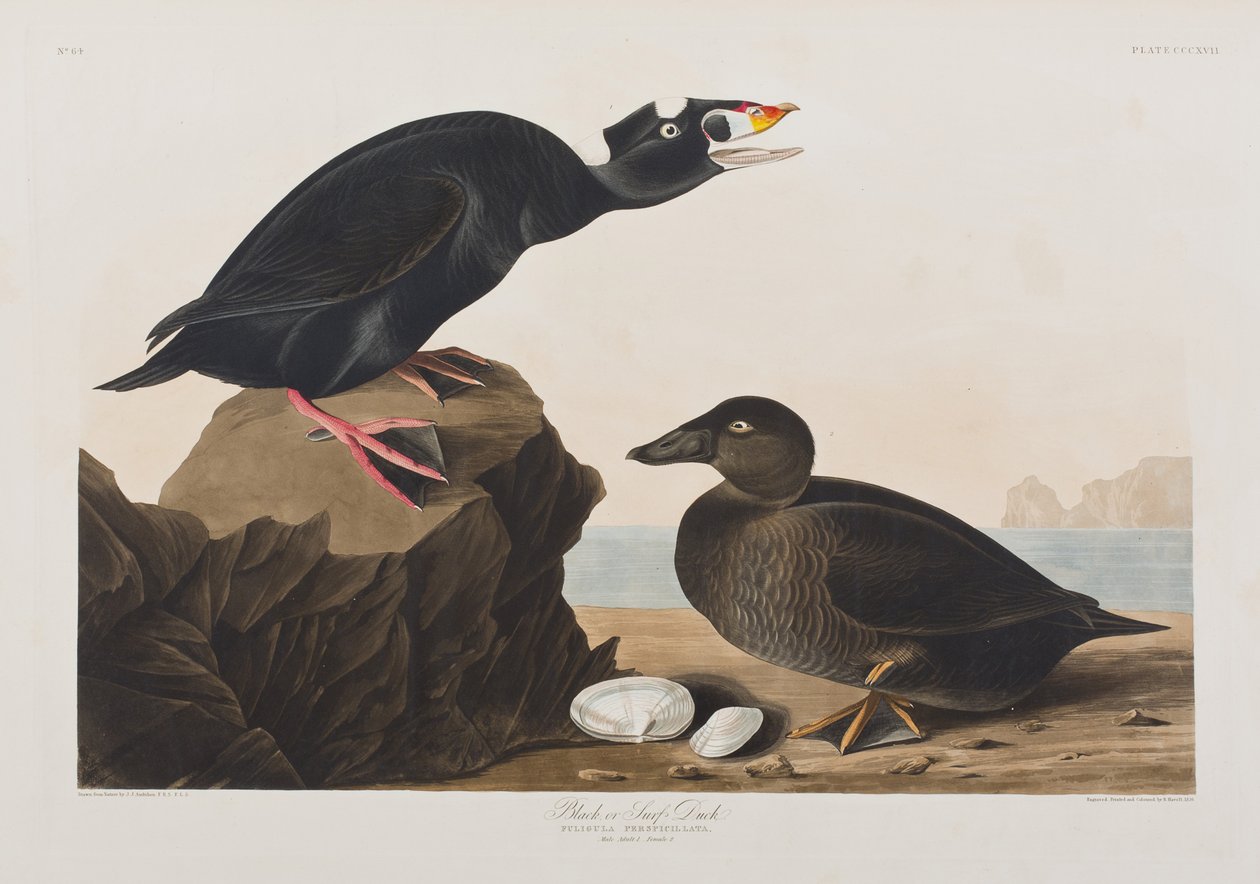 Ilustrace z 