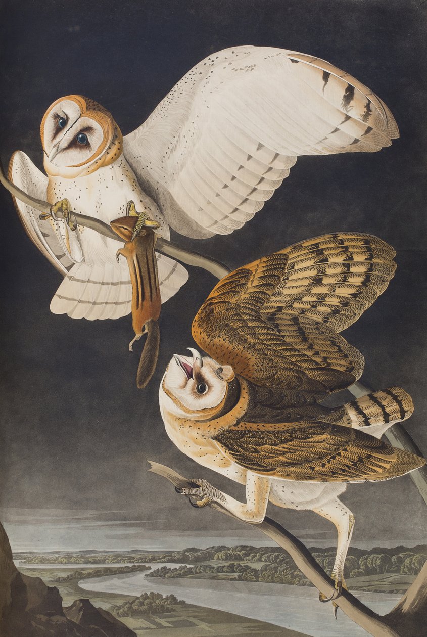 Ilustrace z 