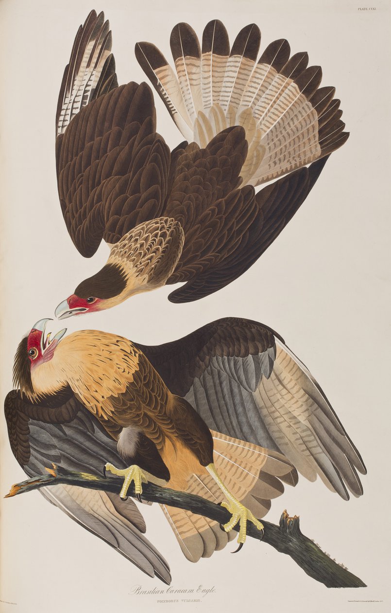 Ilustrace z 