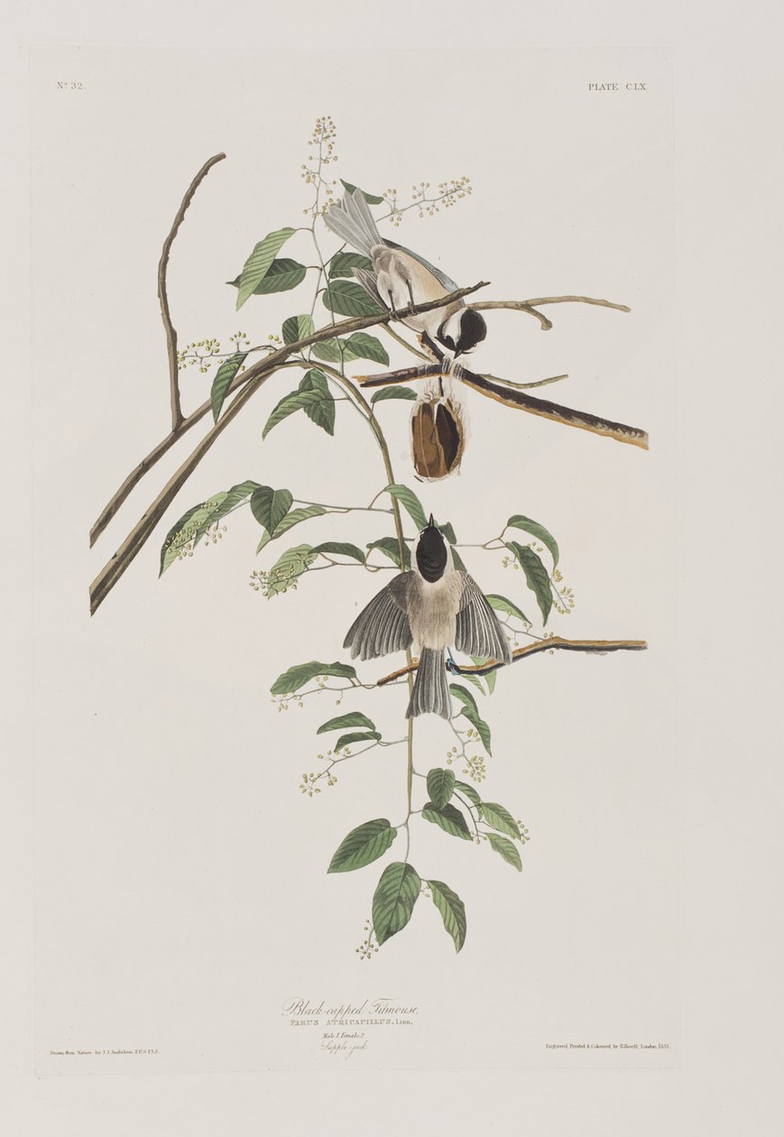 Ilustrace z 