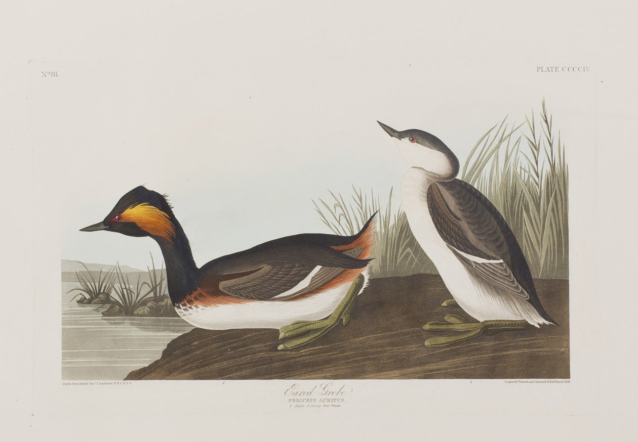 Ilustrace z 