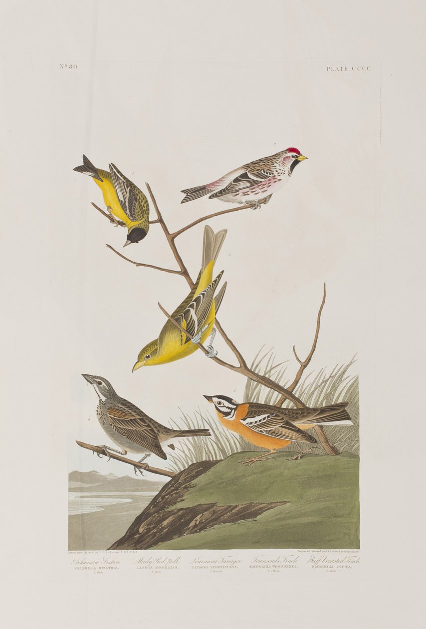 Ilustrace z 