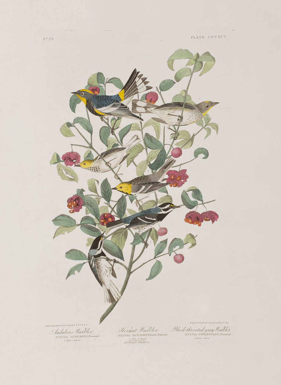 Ilustrace z 