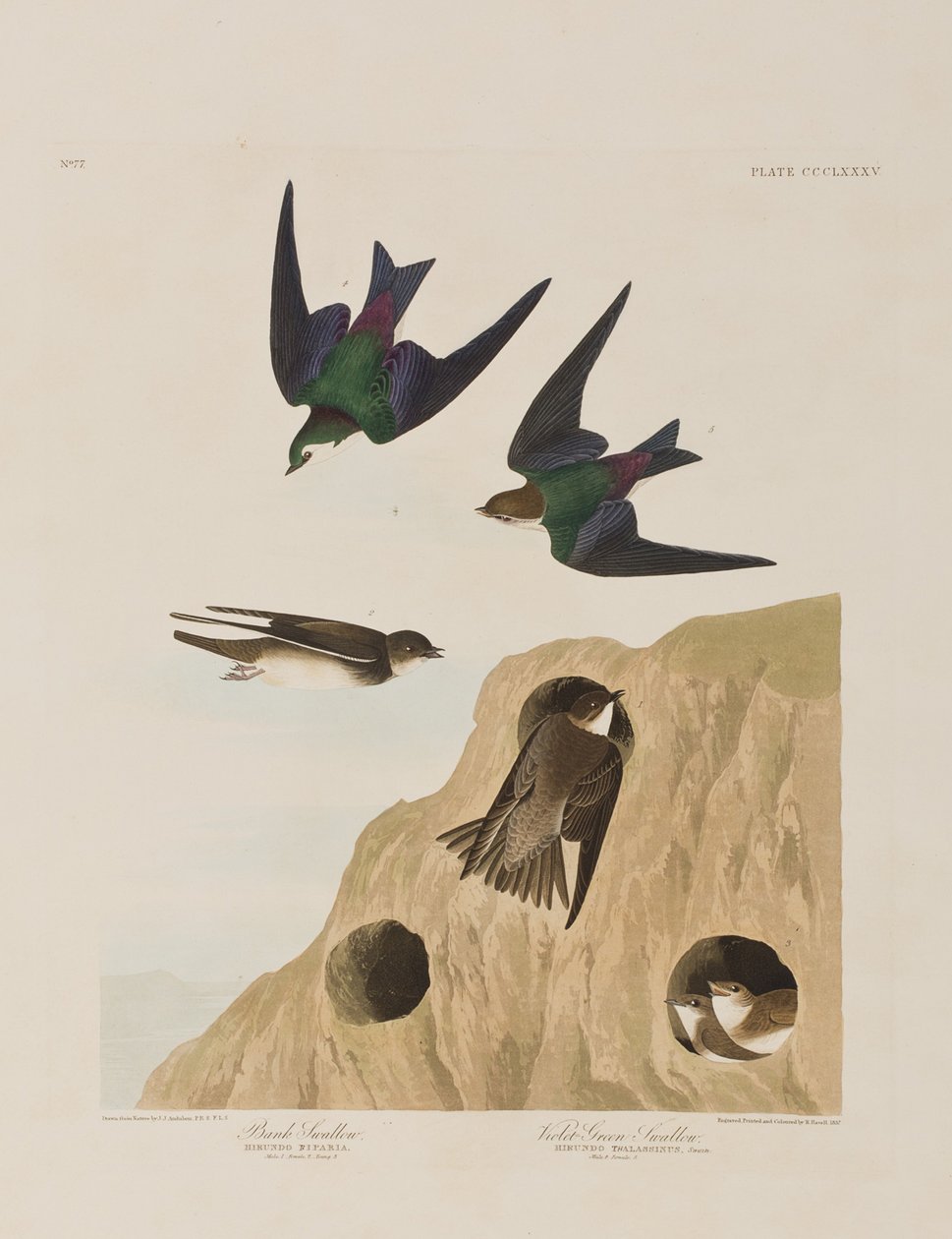 Ilustrace z 