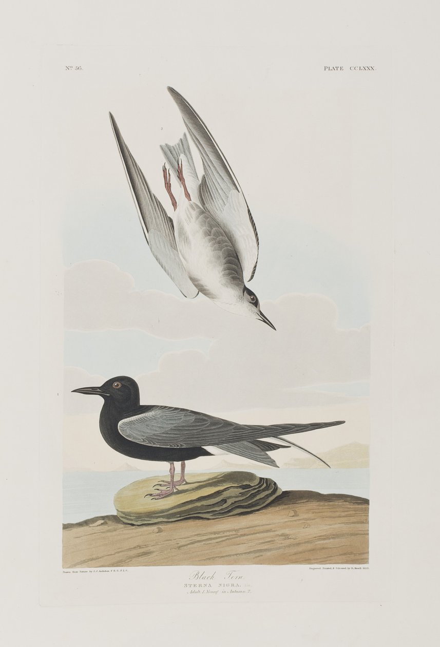 Ilustrace z 