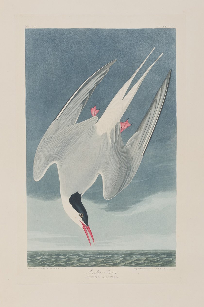 Ilustrace z 