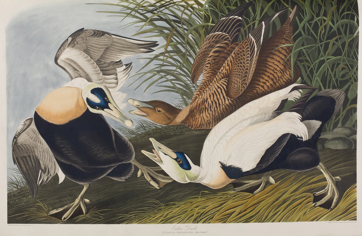 Ilustrace z 
