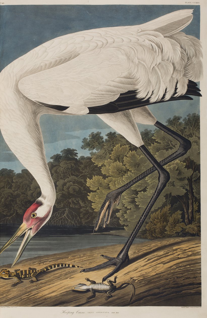 Ilustrace z 