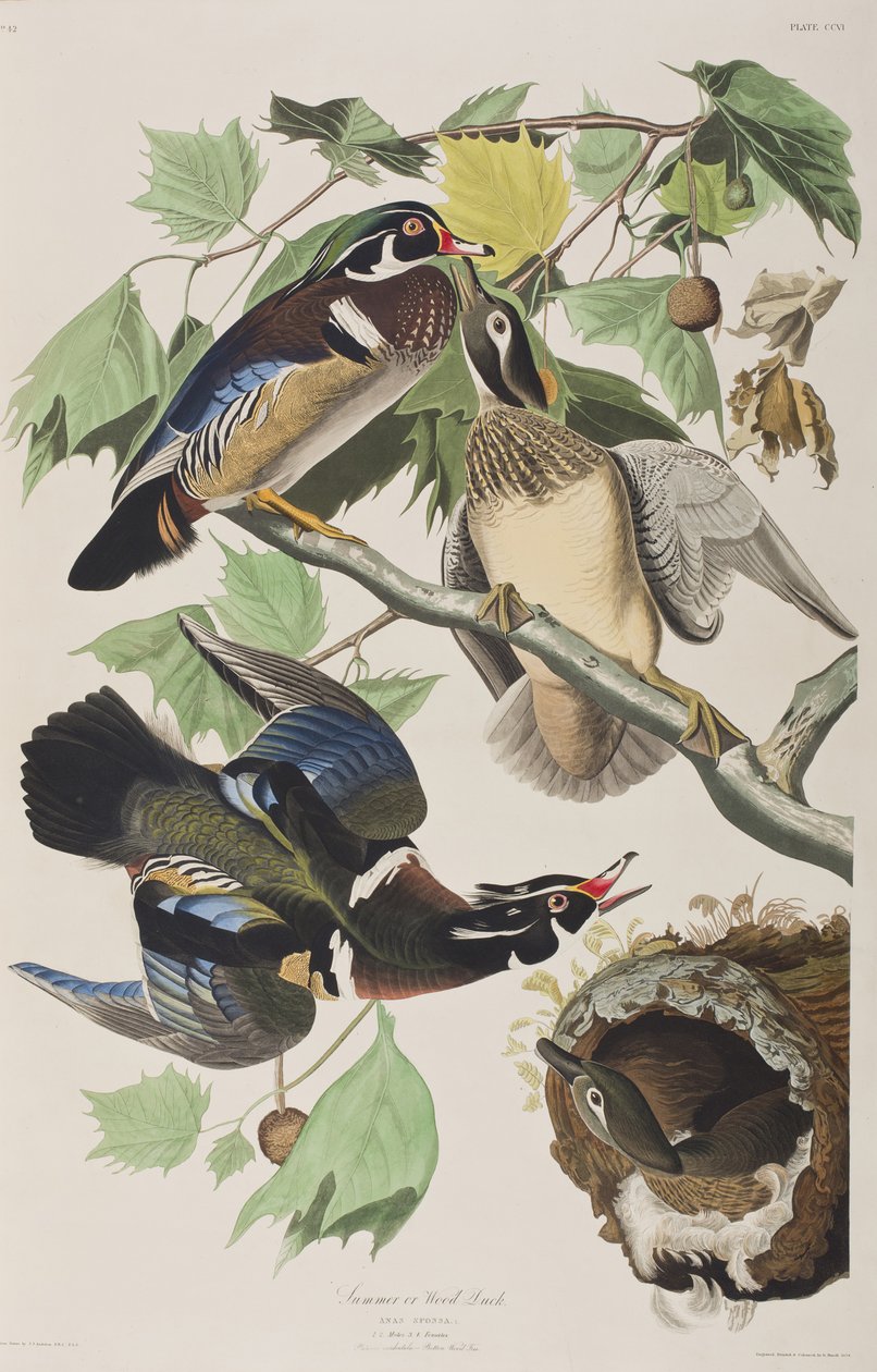 Ilustrace z 