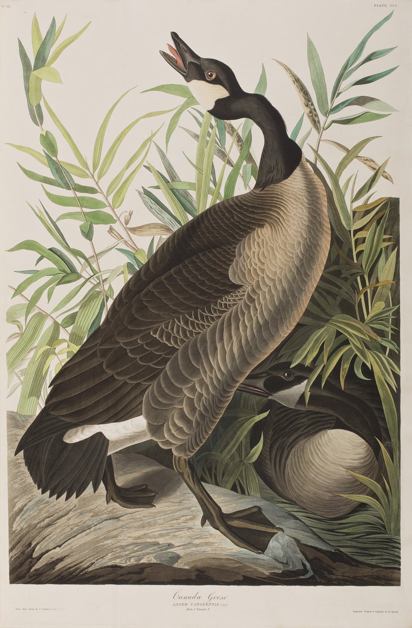 Ilustrace z 