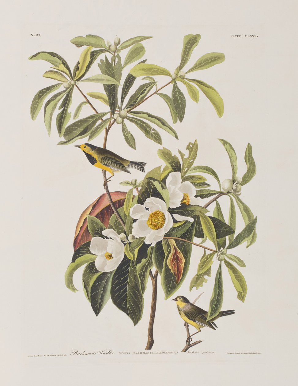 Ilustrace z 