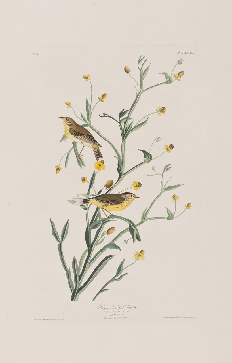 Ilustrace z 