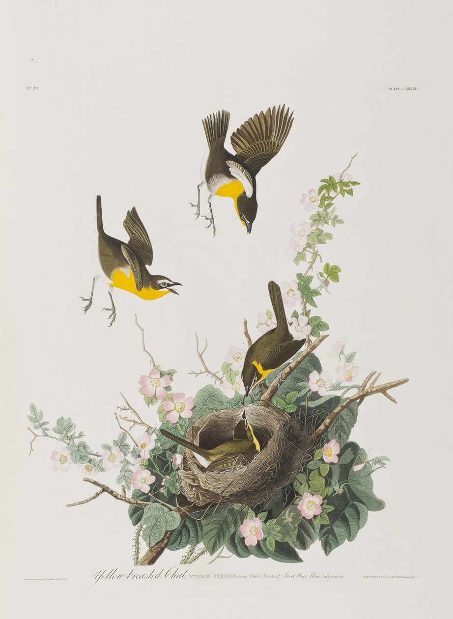 Ilustrace z 