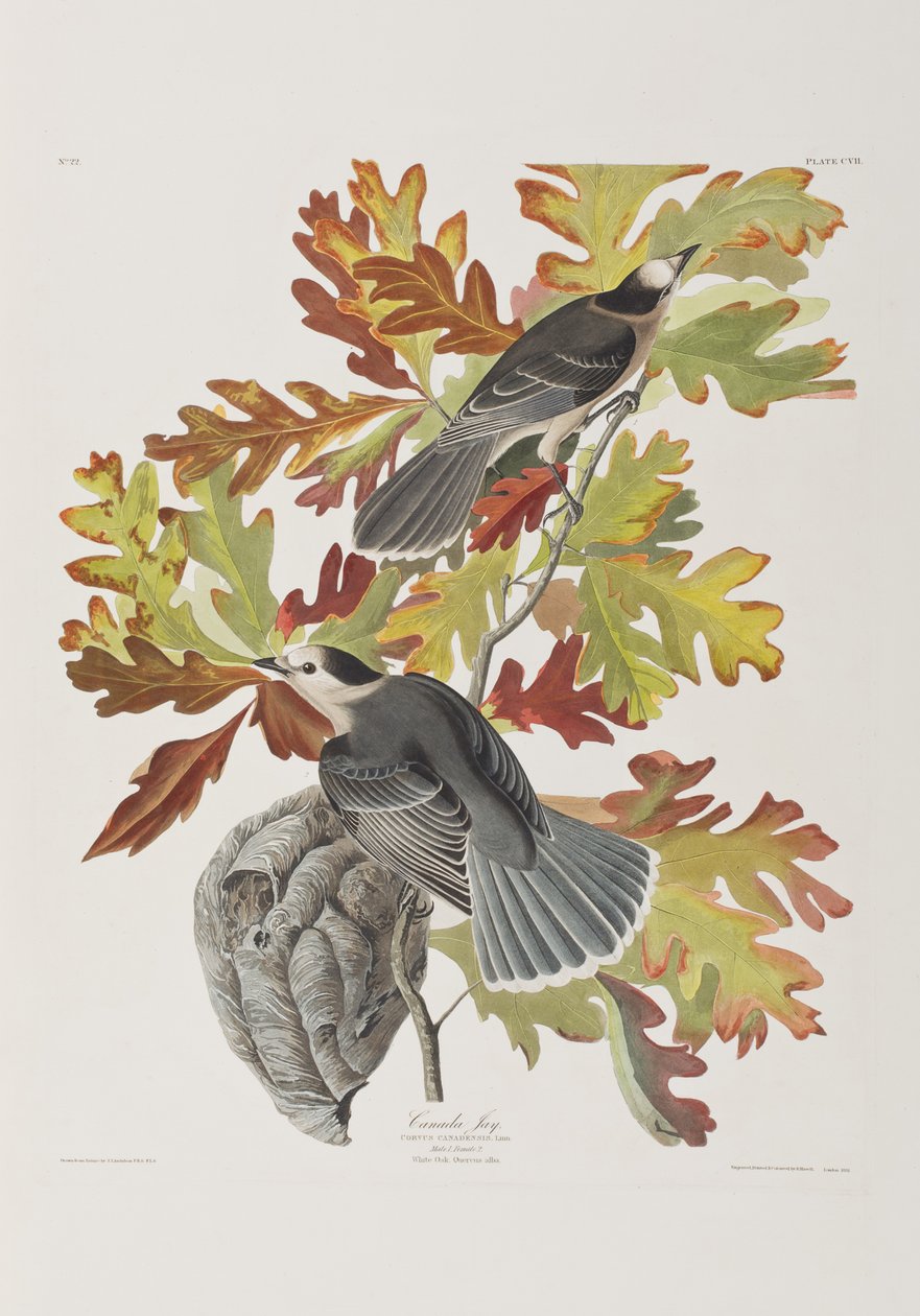 Ilustrace z 
