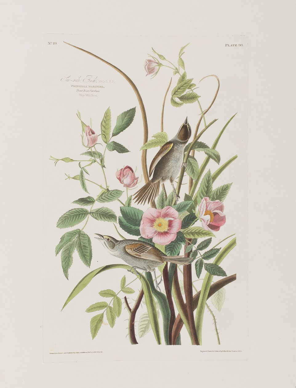 Ilustrace z 