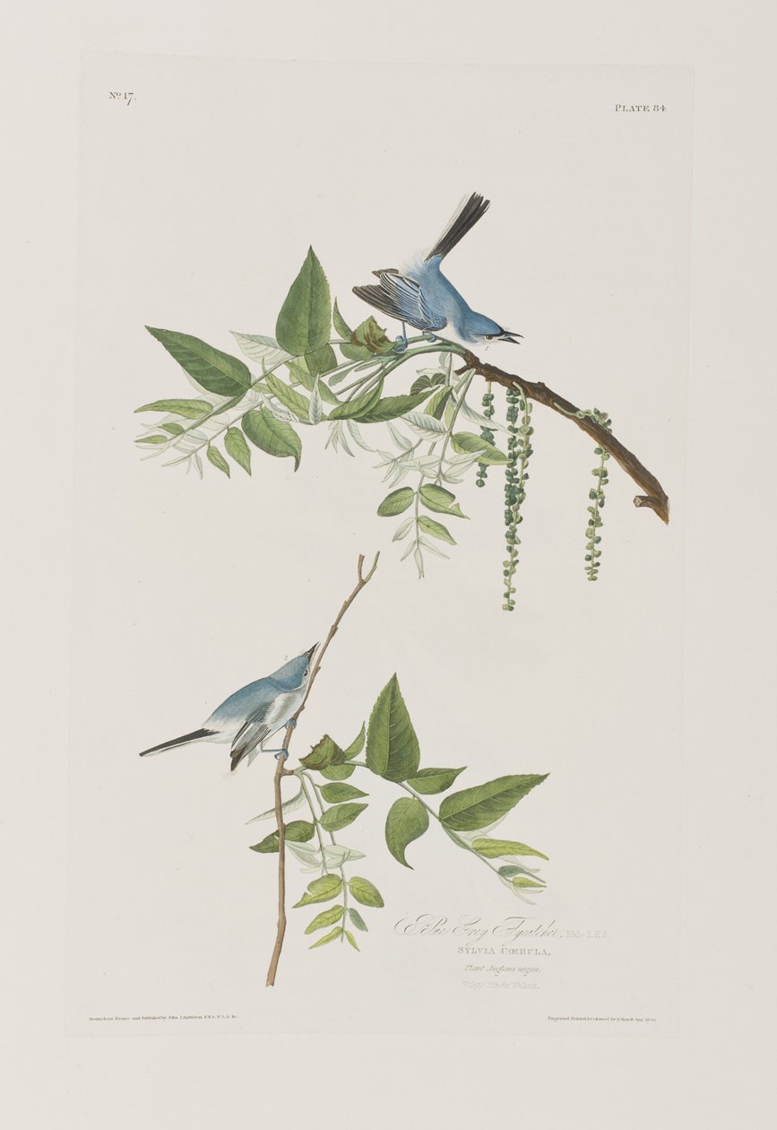 Ilustrace z 