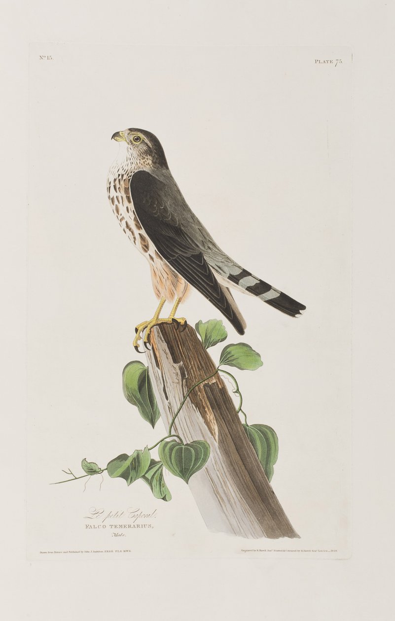 Ilustrace z 