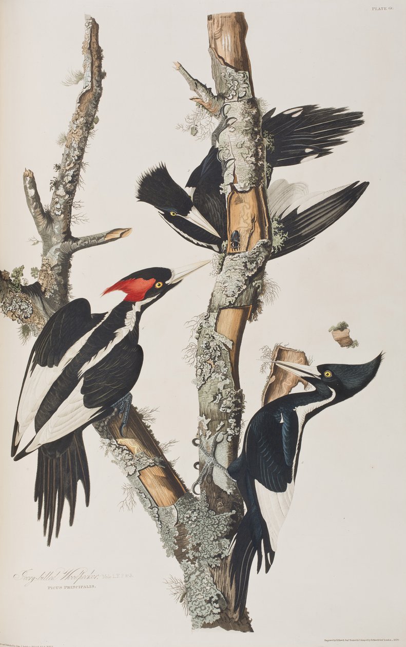 Ilustrace z 
