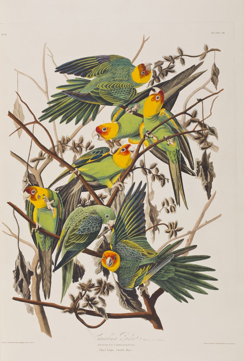 Ilustrace z 