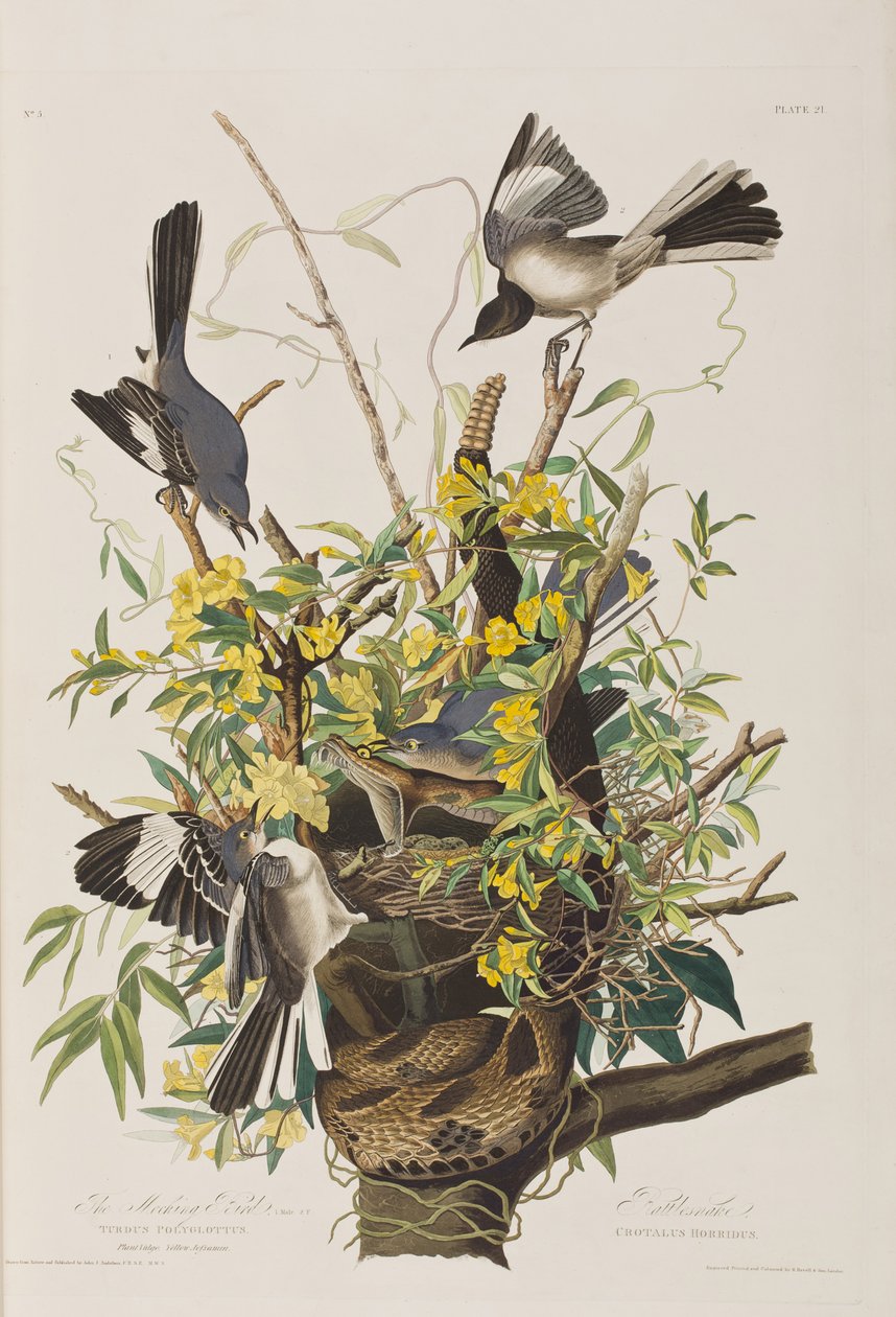 Ilustrace z 