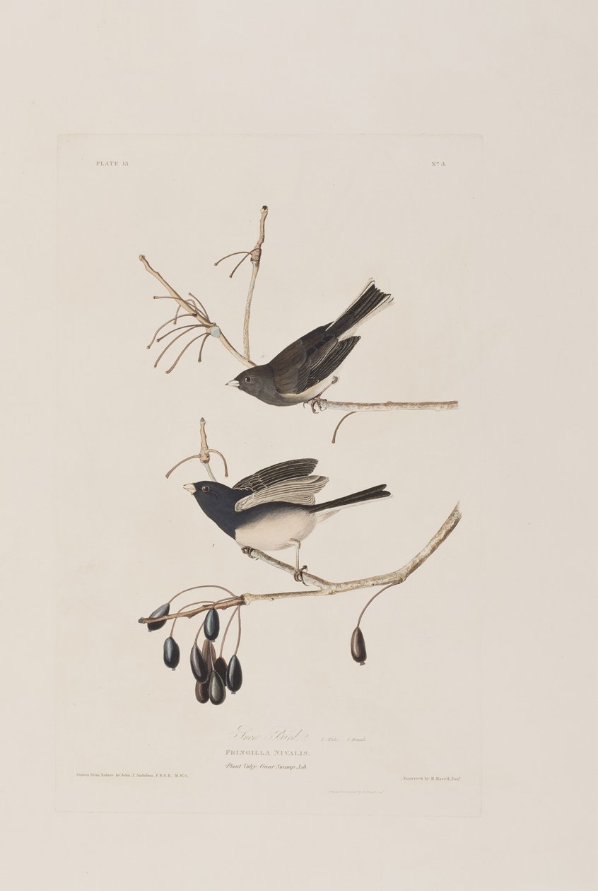 Ilustrace z 