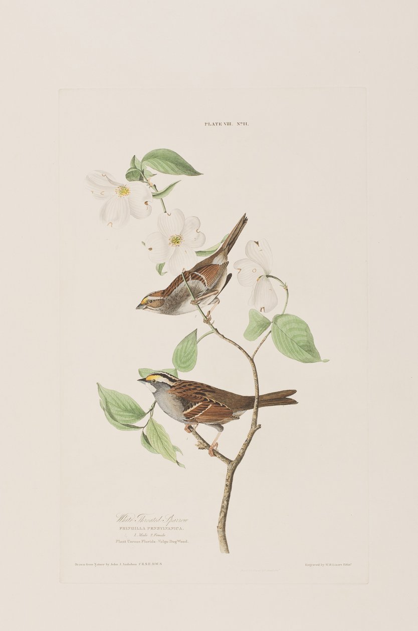 Ilustrace z 