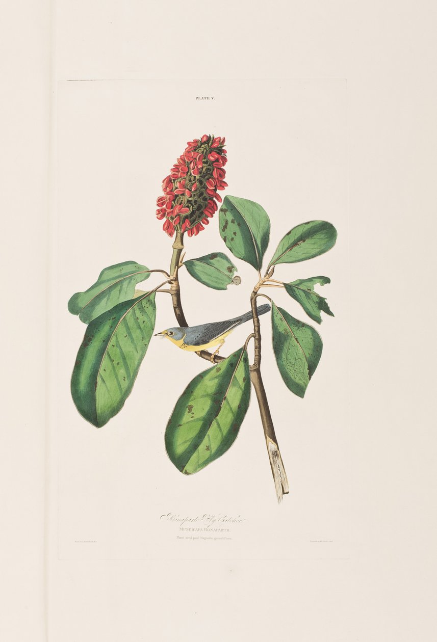 Ilustrace z 