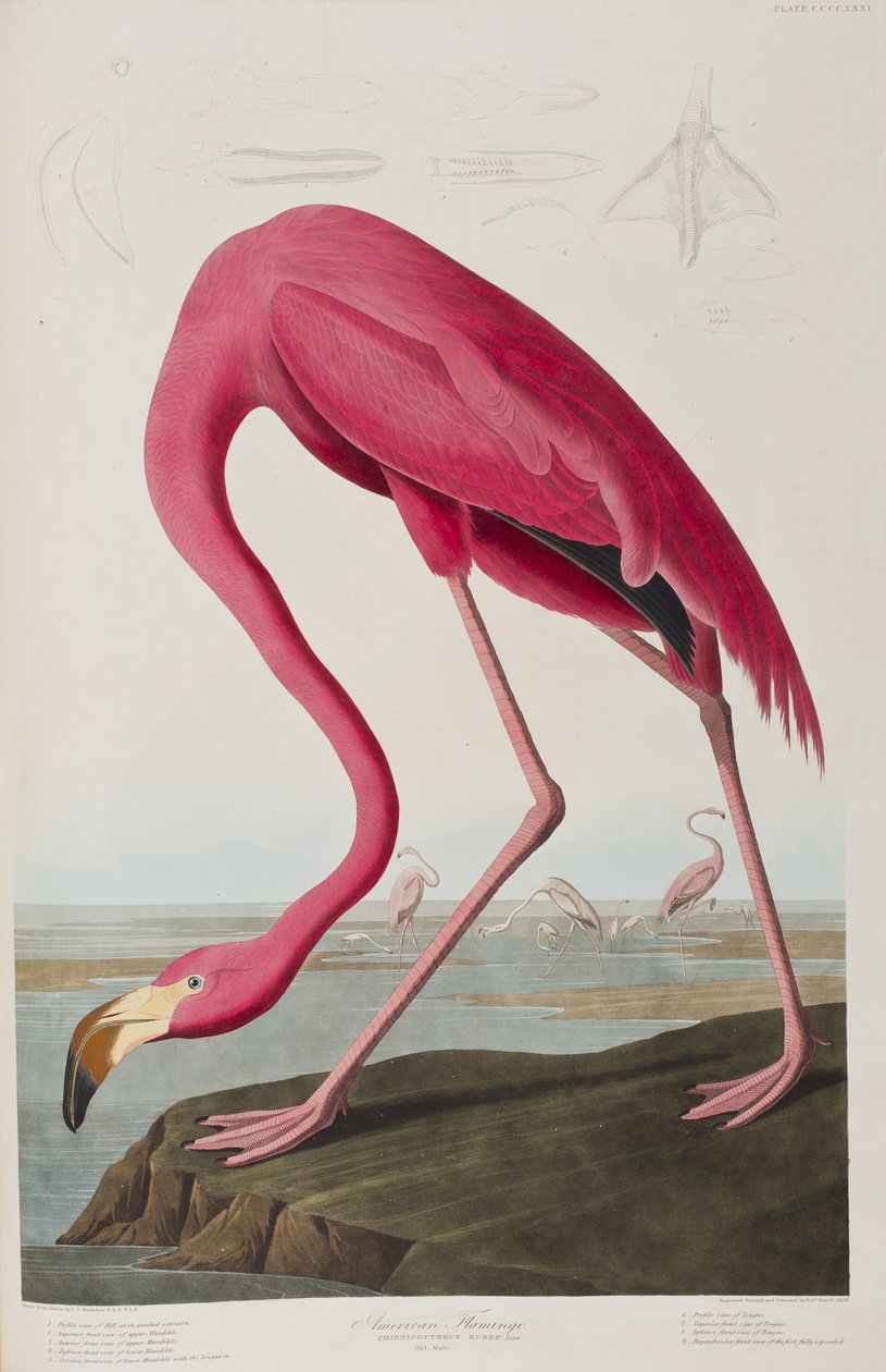 Ilustrace z 