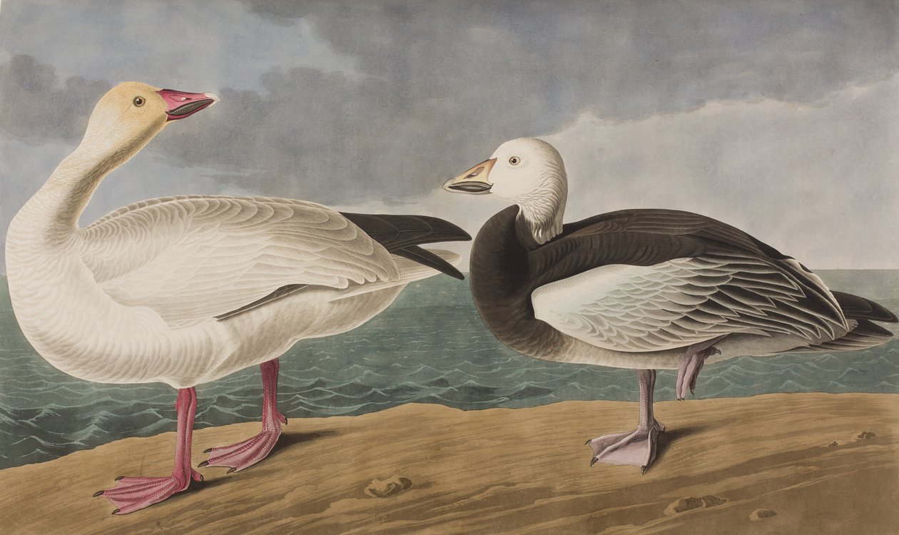 Ilustrace z 