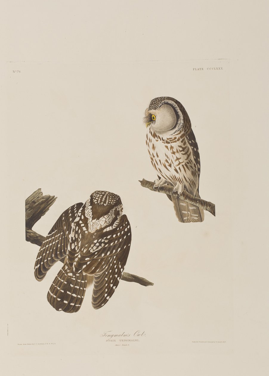 Ilustrace z 