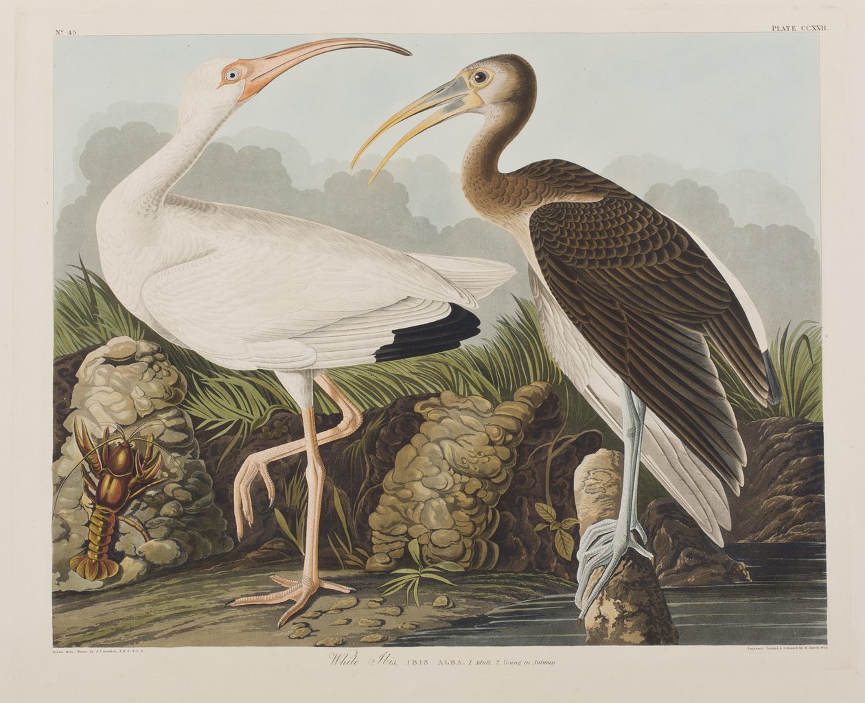 Ilustrace z 