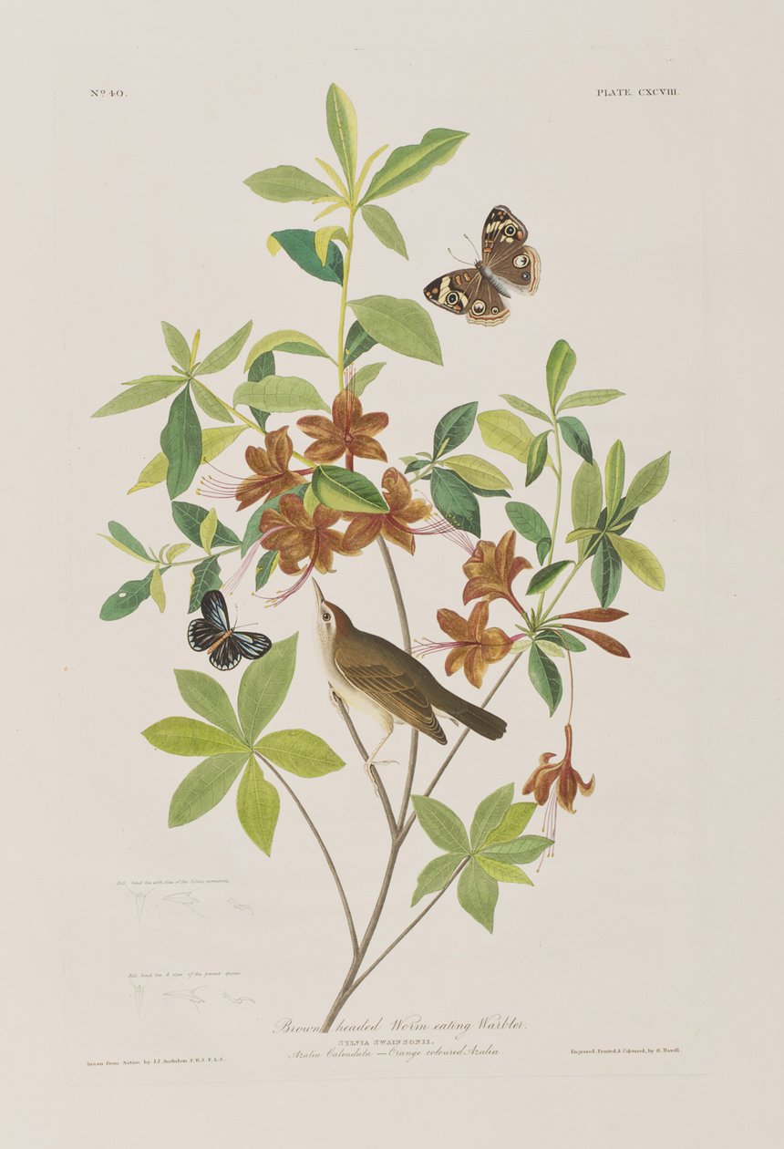 Ilustrace z 