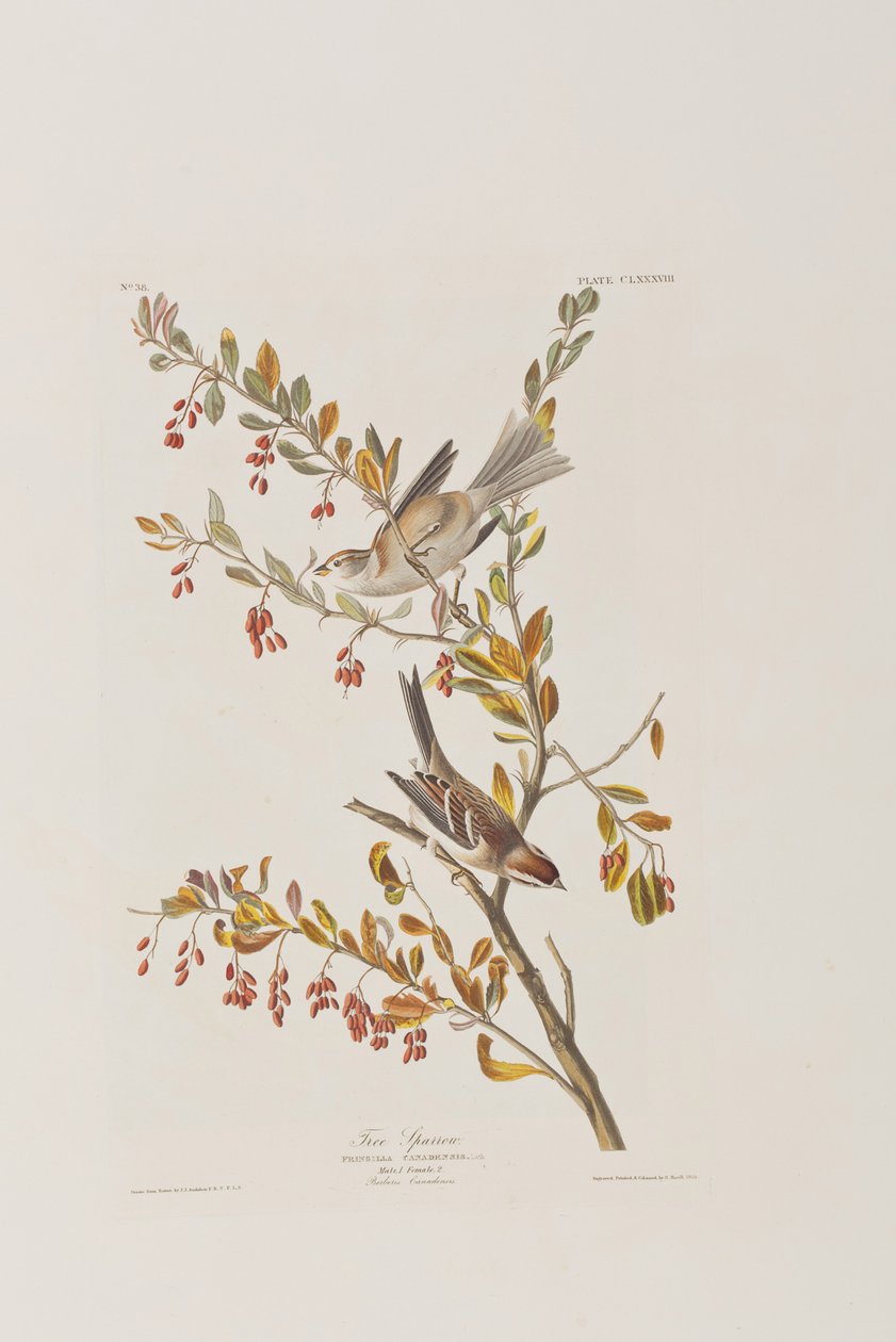 Ilustrace z 