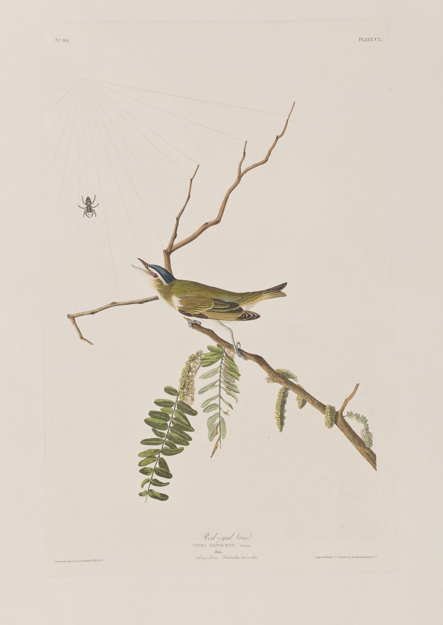 Ilustrace z 