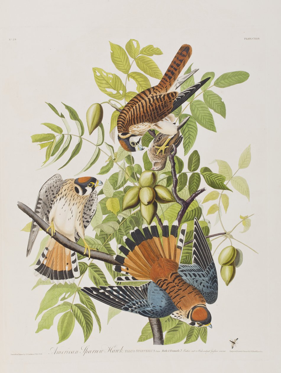 Ilustrace z 