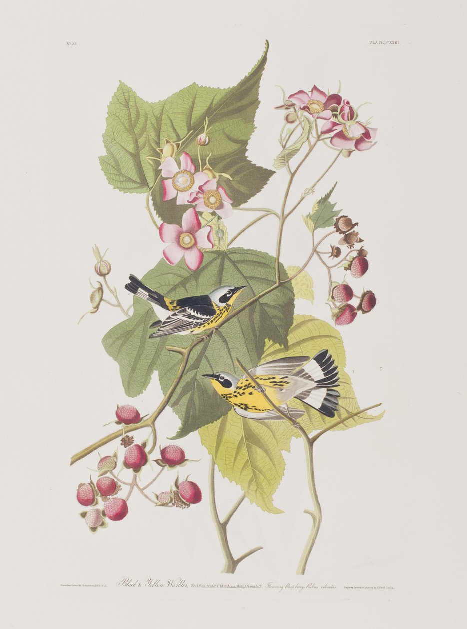 Ilustrace z 
