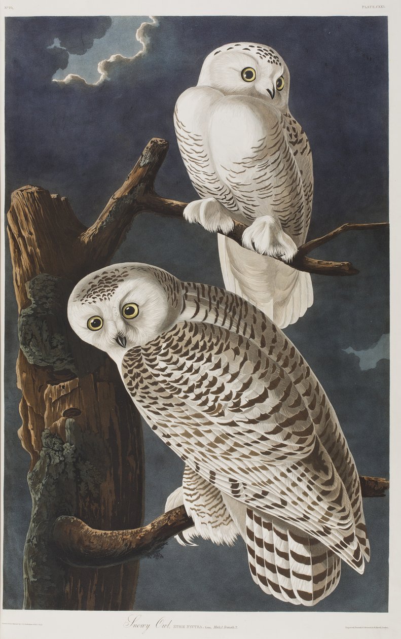 Ilustrace z 