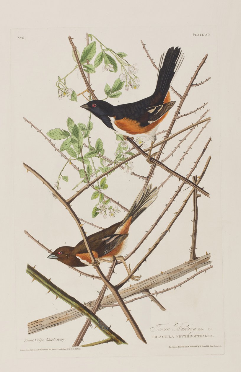 Ilustrace z 